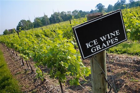 picture of grape farm in ontario - Ice Wine Vineyard, Inniskillin Winery, Niagara on the Lake, Ontario, Canada Stock Photo - Rights-Managed, Code: 700-01194555