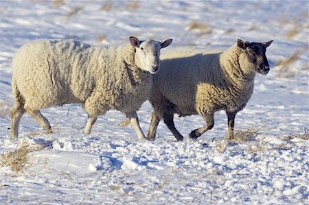 Portrait de moutons Photographie de stock - Rights-Managed, Code: 700-01194736