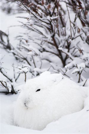 Lièvre arctique dans la neige Photographie de stock - Rights-Managed, Code: 700-01195223