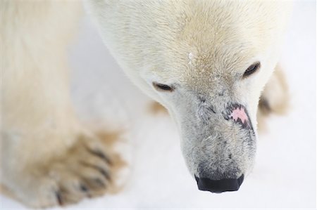 simsearch:600-00866417,k - Polar Bear with Scar on Nose Fotografie stock - Rights-Managed, Codice: 700-01195232