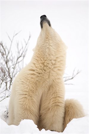 Polar Bear, Churchill, Manitoba, Canada Stock Photo - Rights-Managed, Code: 700-01195242