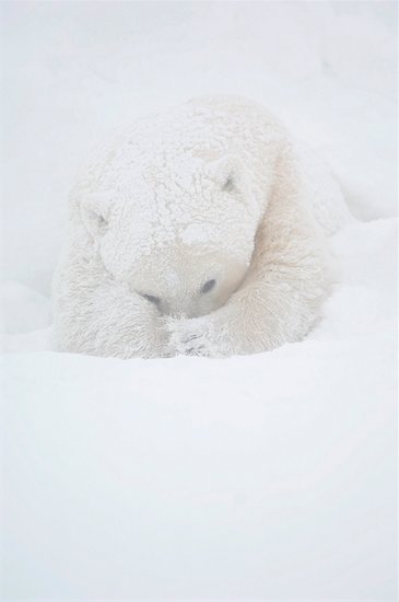 Polar Bear Covering Face in Snow Storm, Churchill, Manitoba, Canada Stock Photo - Premium Rights-Managed, Artist: Chris Hendrickson, Image code: 700-01195256