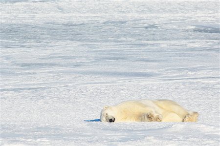 simsearch:700-01199463,k - Sleeping Polar Bear, Churchill, Manitoba, Canada Foto de stock - Direito Controlado, Número: 700-01195251