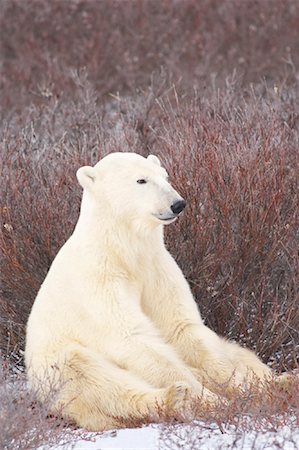 simsearch:600-00866417,k - Polar Bear, Churchill, Manitoba, Canada Fotografie stock - Rights-Managed, Codice: 700-01195264