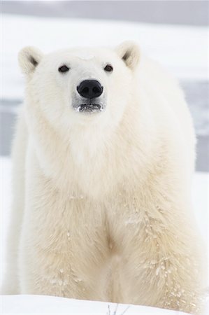 simsearch:700-03017607,k - Polar Bear Stock Photo - Rights-Managed, Code: 700-01195268