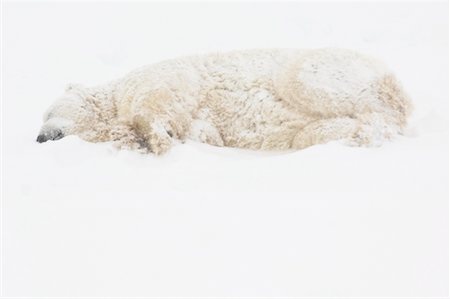 simsearch:700-01195263,k - Polar Bear Lying Down in Snow Storm, Churchill, Manitoba, Canada Stock Photo - Rights-Managed, Code: 700-01195262