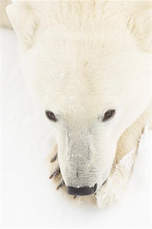 Portrait of Polar Bear Stock Photo - Rights-Managed, Code: 700-01195263
