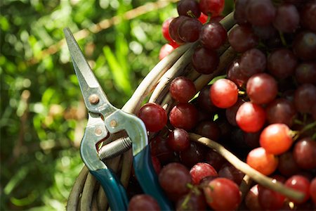 picking grapes - Grapes Stock Photo - Rights-Managed, Code: 700-01195357