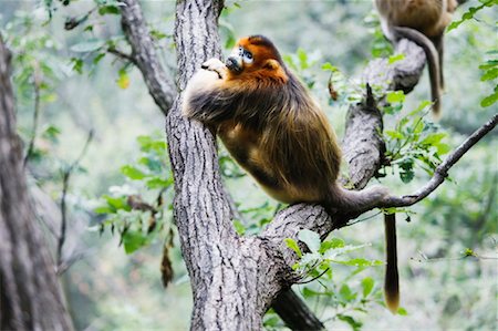 simsearch:700-01585977,k - Golden Monkey in Tree, Zhouzhi National Nature Reserve, Shaanxi Province, China Foto de stock - Con derechos protegidos, Código: 700-01195634