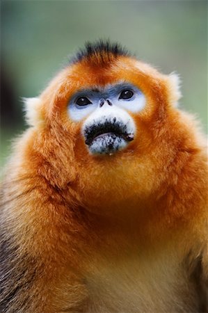 Golden Monkey, Zhouzhi National Nature Reserve, Shaanxi Province, China Stock Photo - Rights-Managed, Code: 700-01195635