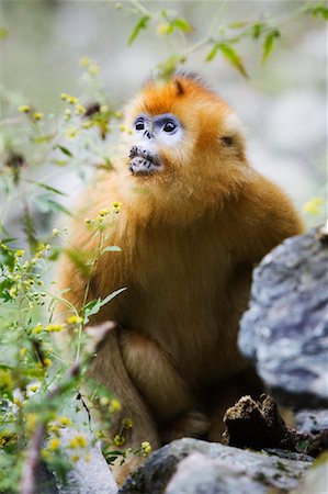 simsearch:700-01585977,k - Golden Monkey, Zhouzhi National Nature Reserve, Shaanxi Province, China Foto de stock - Con derechos protegidos, Código: 700-01195636
