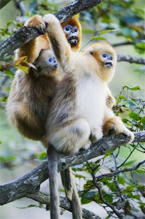 Golden Monkeys, Zhouzhi National Nature Reserve, Shaanxi Province, China Stock Photo - Rights-Managed, Code: 700-01195637