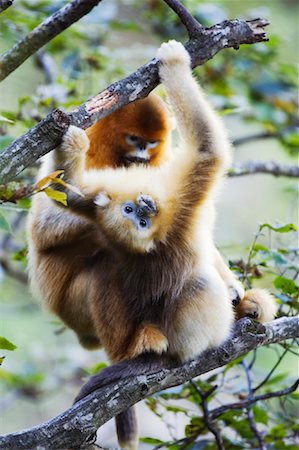 simsearch:700-01585993,k - Golden Monkeys, Zhouzhi National Nature Reserve, Shaanxi Province, China Foto de stock - Con derechos protegidos, Código: 700-01195638