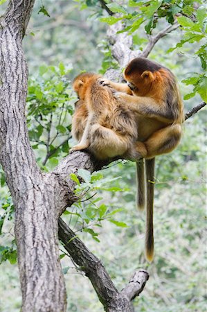 simsearch:700-01585993,k - Golden Monkeys, Zhouzhi National Nature Reserve, Shaanxi Province, China Foto de stock - Con derechos protegidos, Código: 700-01195632
