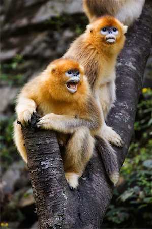 Golden Monkeys, Qinling Mountains, Shaanxi Province, China Stock Photo - Rights-Managed, Code: 700-01195644