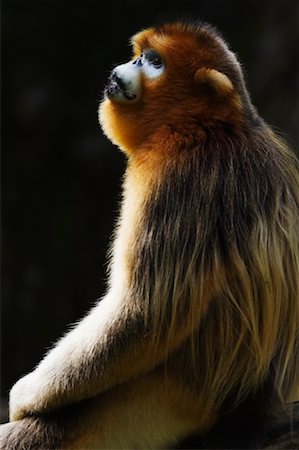 Golden Monkey, Qinling Mountains, Shaanxi Province, China Stock Photo - Rights-Managed, Code: 700-01195646