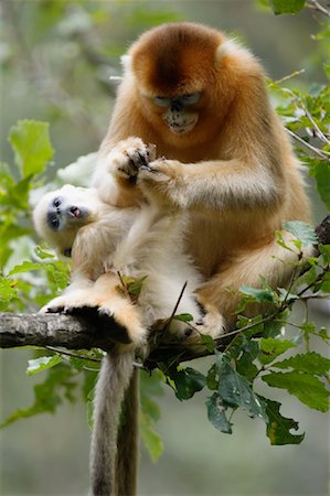 qinling mountains - Golden Monkeys, Qinling Mountains, Shaanxi Province, China Foto de stock - Con derechos protegidos, Código: 700-01195654