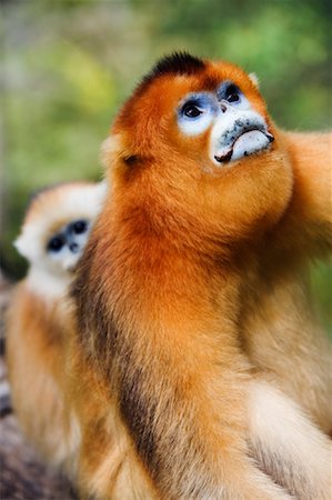 simsearch:700-01585977,k - Golden Monkeys, Qinling Mountains, Shaanxi Province, China Foto de stock - Con derechos protegidos, Código: 700-01195658