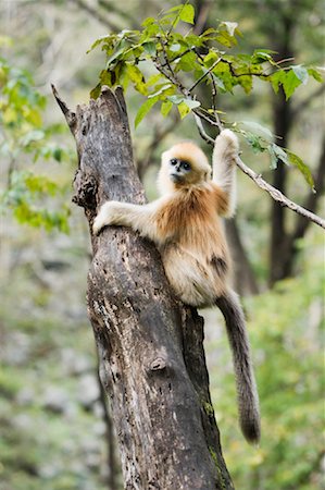 Golden Monkeys, Qinling Mountains, Shaanxi Province, China Stock Photo - Rights-Managed, Code: 700-01195659