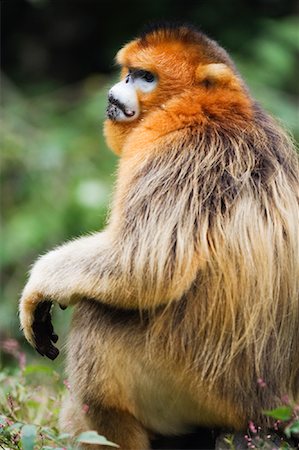 simsearch:700-01585986,k - Golden Monkey, Qinling Mountains, Shaanxi Province, China Stock Photo - Rights-Managed, Code: 700-01195650