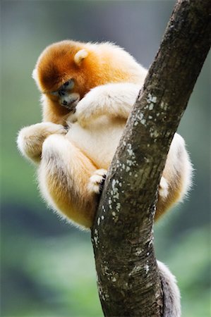 qinling mountains - Golden Monkey, Qinling Mountains, Shaanxi Province, China Foto de stock - Con derechos protegidos, Código: 700-01195651