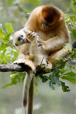 simsearch:700-01585982,k - Golden Monkeys, Qinling Mountains, Shaanxi Province, China Stock Photo - Rights-Managed, Code: 700-01195653