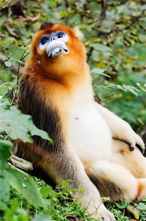 simsearch:700-01585995,k - Golden Monkey, Qinling-Gebirge, Shaanxi Provinz, China Stockbilder - Lizenzpflichtiges, Bildnummer: 700-01195660