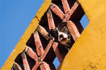 simsearch:700-00641174,k - Dog, Guanajuato, Mexico Stock Photo - Rights-Managed, Code: 700-01195709