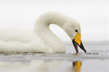 Whooper Swan, Lake Kussharo, Hokkaido, Japan Foto de stock - Con derechos protegidos, Código: 700-01195756