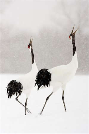 Rouge couronné de grues, Tsurui, Hokkaido, Japon Photographie de stock - Rights-Managed, Code: 700-01195759