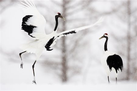 red-crowned crane - Red Crowned Cranes, Tsurui, Hokkaido, Japan Foto de stock - Direito Controlado, Número: 700-01195766