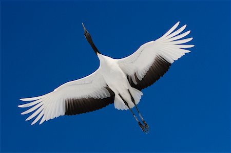 flying japanese crane - Red Crowned Crane in Flight Stock Photo - Rights-Managed, Code: 700-01195768