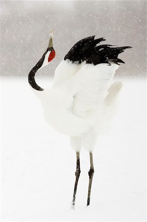 red-crowned crane - Red Crowned Crane, Tsurui, Hokkaido, Japan Foto de stock - Direito Controlado, Número: 700-01195760