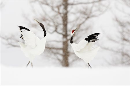 simsearch:700-00527531,k - Red Crowned Cranes, Tsurui, Hokkaido, Japan Fotografie stock - Rights-Managed, Codice: 700-01195762