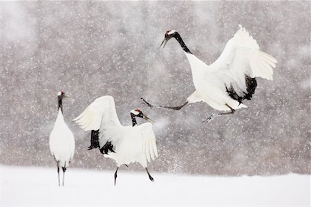 Red Crowned Cranes, Tsurui, Hokkaido, Japan Stock Photo - Rights-Managed, Code: 700-01195763