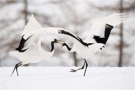 red-crowned crane - Red Crowned Cranes, Tsurui, Hokkaido, Japan Foto de stock - Direito Controlado, Número: 700-01195777