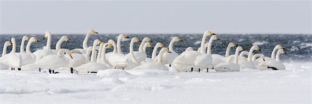 Whooper Swans, Nemuro Channel, Hokkaido, Japan Stock Photo - Rights-Managed, Code: 700-01195779