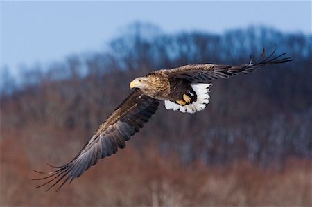 White Tailed Eagle in Flight Stock Photo - Rights-Managed, Code: 700-01195771