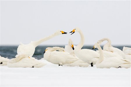 Whooper Swans, Nemuro Channel, Hokkaido, Japan Stock Photo - Rights-Managed, Code: 700-01195782