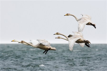 swan flying - Whooper Swan and Cygnets Flying, Nemuro Channel, Hokkaido, Japan Stock Photo - Rights-Managed, Code: 700-01195783