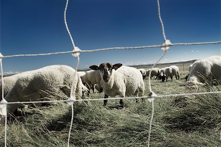 ranches with fenced livestock - Sheep, St Lawrence River Valley, L'Ile Verte, Quebec, Canada Stock Photo - Rights-Managed, Code: 700-01195864
