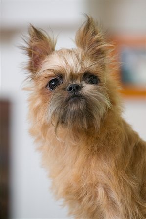 Portrait of Dog Foto de stock - Con derechos protegidos, Código: 700-01195946