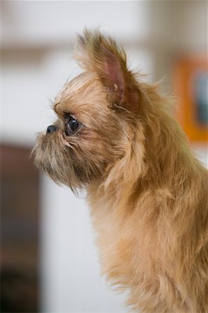simsearch:700-01606909,k - Portrait de chien Photographie de stock - Rights-Managed, Code: 700-01195947