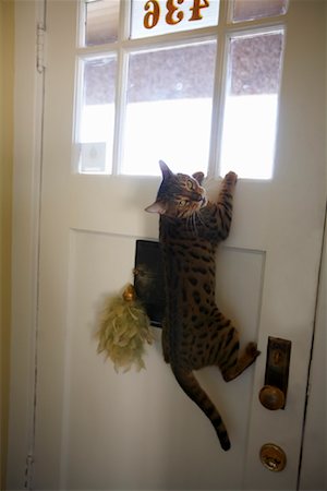 Cat Hanging on Front Door Stock Photo - Rights-Managed, Code: 700-01196016