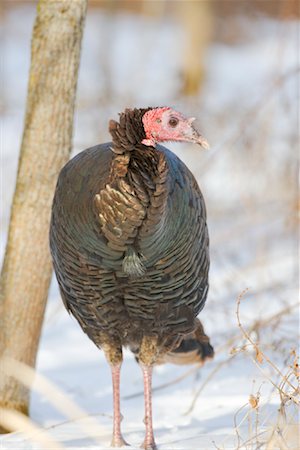 Wild Turkey in Winter Stock Photo - Rights-Managed, Code: 700-01198793