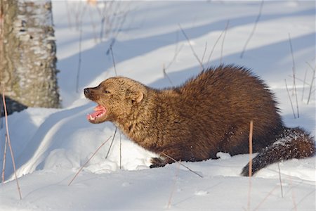 Fisher Eating Prey Fotografie stock - Rights-Managed, Codice: 700-01199465