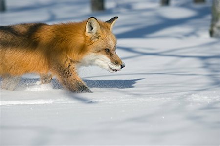 fox to the side - Red Fox Hunting Stock Photo - Rights-Managed, Code: 700-01199467