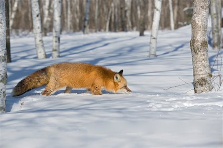 simsearch:700-01199471,k - Red Fox Hunting Foto de stock - Con derechos protegidos, Código: 700-01199468