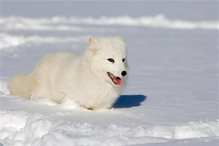 perro salvaje - Arctic Fox Foto de stock - Con derechos protegidos, Código: 700-01199462