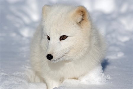 perro salvaje - Arctic Fox Foto de stock - Con derechos protegidos, Código: 700-01199463